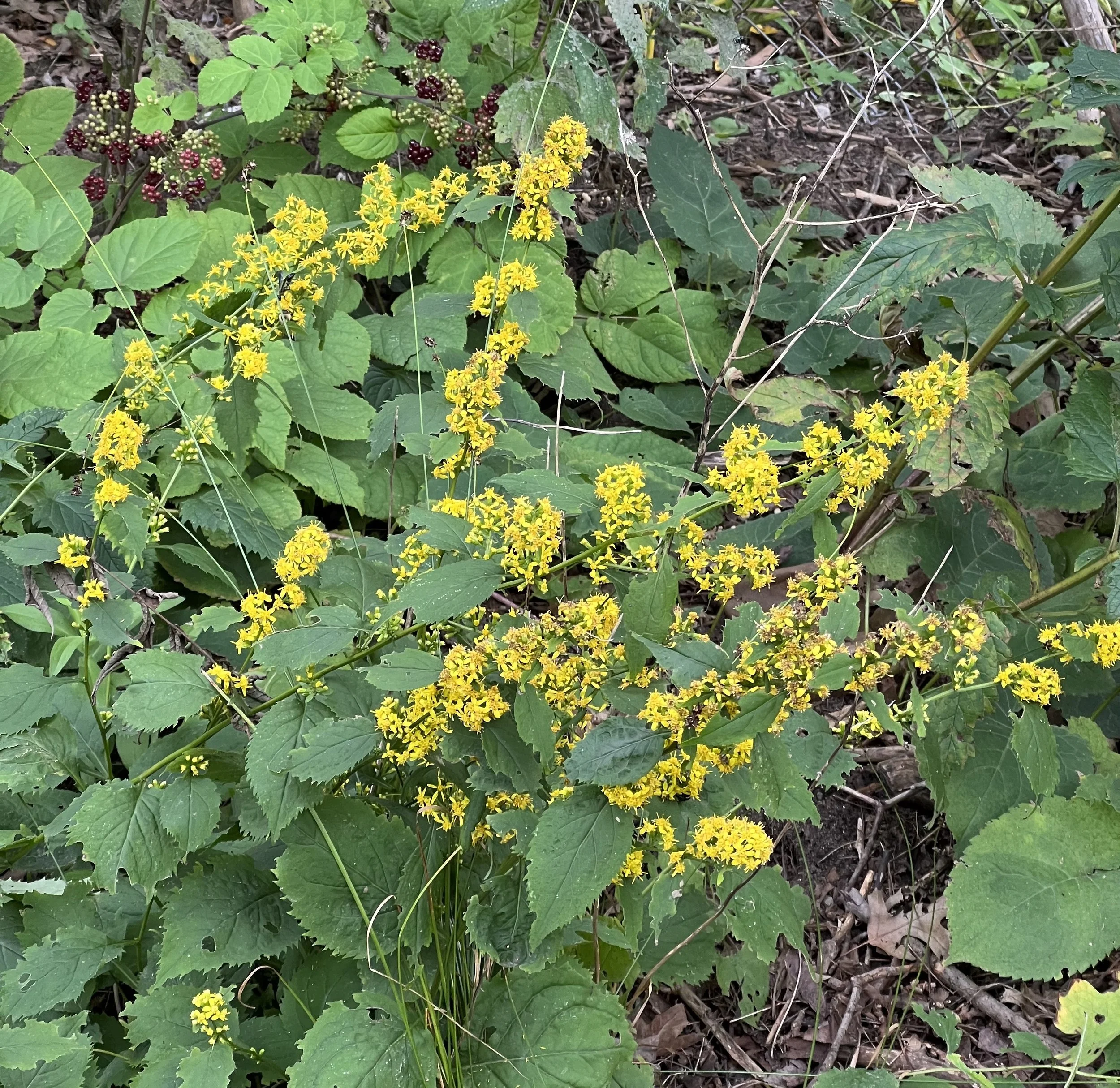 Zig-Zag Goldenrod (Solidago flexicaulis) — Wild Ginger Woodlands